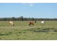 Punchs Creek QLD 4357