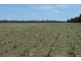 Punchs Creek QLD 4357