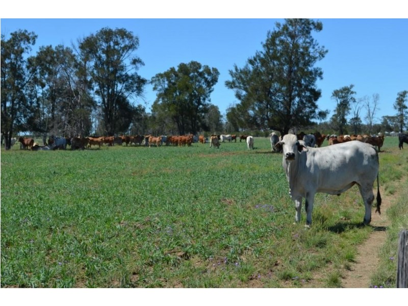 Warfields Dunmore Road, Millmerran QLD 4357