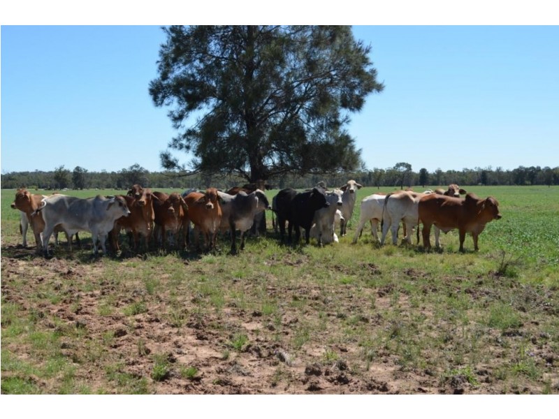 Warfields Dunmore Road, Millmerran QLD 4357