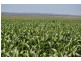 00 Pittsworth Clifton Rd, Pittsworth QLD 4356