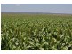 00 Pittsworth Clifton Rd, Pittsworth QLD 4356