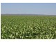 00 Pittsworth Clifton Rd, Pittsworth QLD 4356