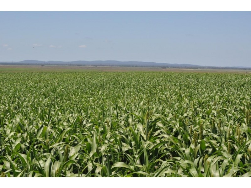 00 Pittsworth Clifton Rd, Pittsworth QLD 4356