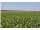 00 Pittsworth Clifton Rd, Pittsworth QLD 4356