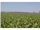 00 Pittsworth Clifton Rd, Pittsworth QLD 4356