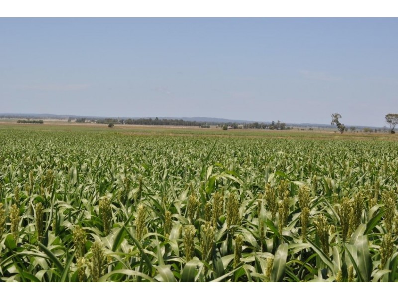 00 Pittsworth Clifton Rd, Pittsworth QLD 4356