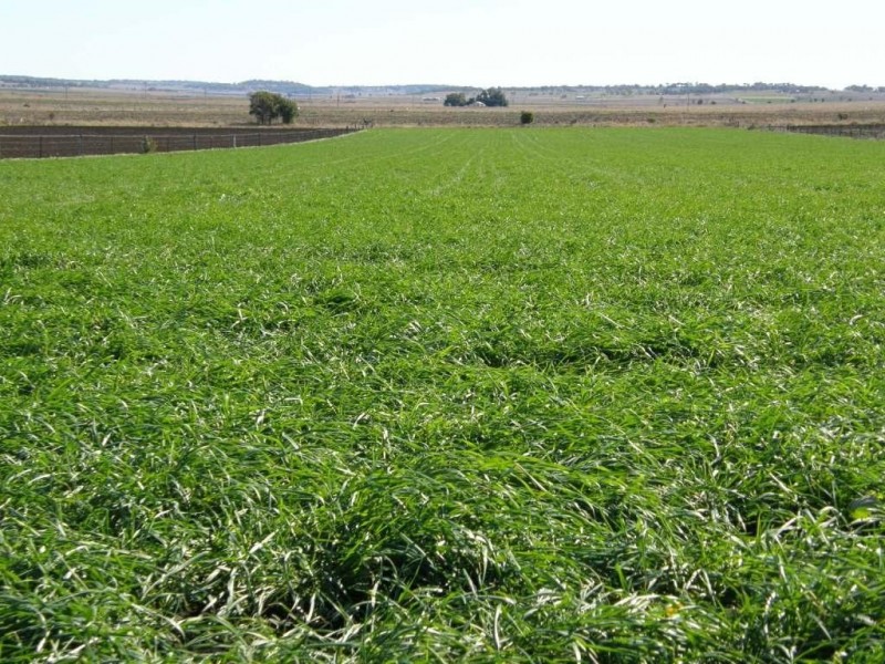 Kingsthorpe QLD 4400