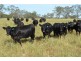 149 Maryvale St, Allora QLD 4362