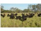 149 Maryvale St, Allora QLD 4362
