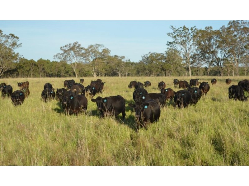 149 Maryvale St, Allora QLD 4362