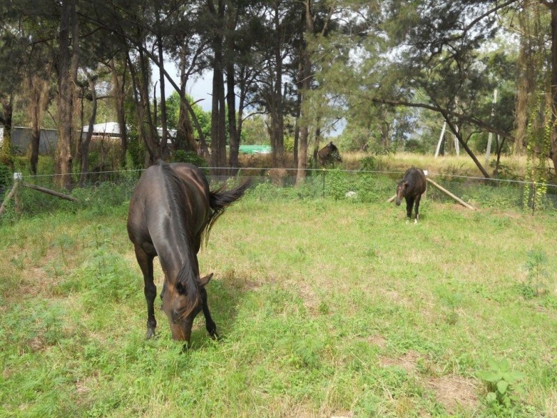 1502 Murphy’s Creek Road, Murphys Creek QLD 4352