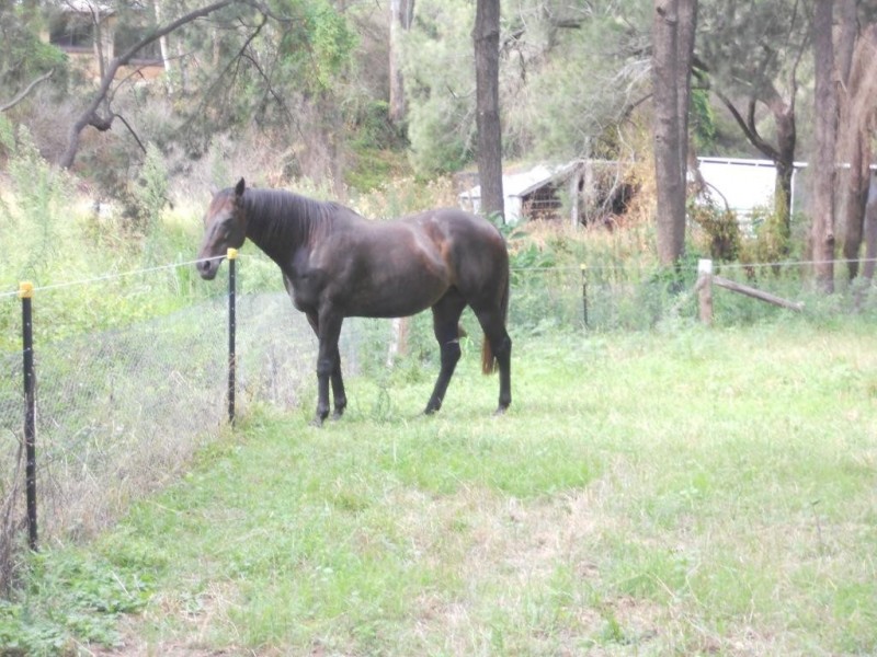 1502 Murphy’s Creek Road, Murphys Creek QLD 4352