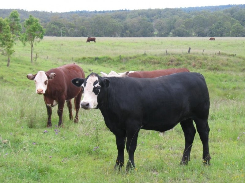 Lot 53 Copper Creek Road, Maidenwell QLD 4615