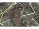1 Lynch St, Drayton QLD 4350