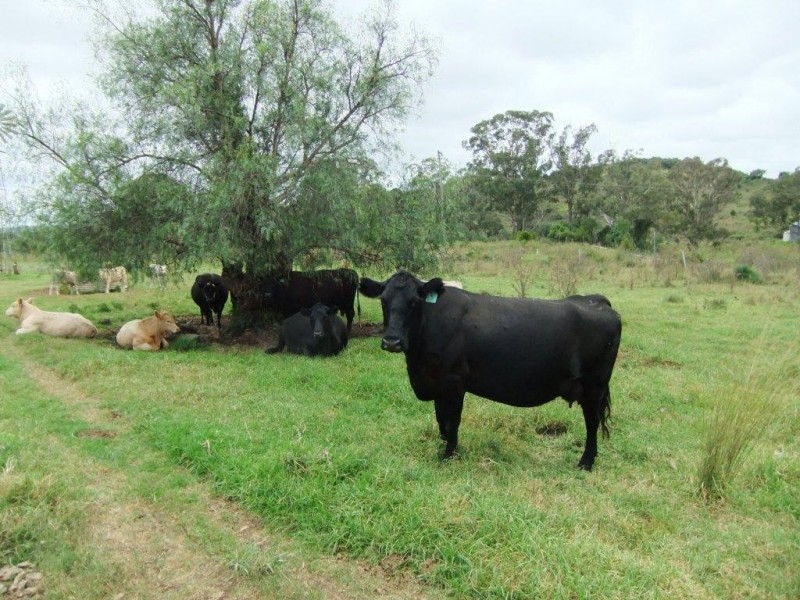 Lot 381 Djuan Road, Haden QLD 4353