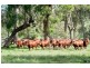 Groomsville QLD 4352