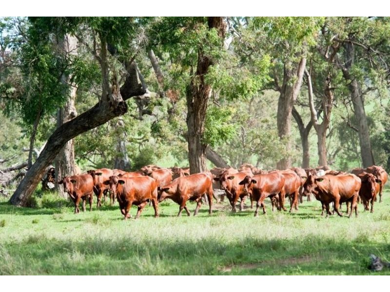 Groomsville QLD 4352