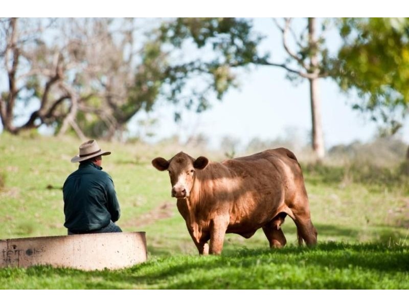 Groomsville QLD 4352