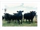 00 Kowitz Road, Oakey QLD 4401
