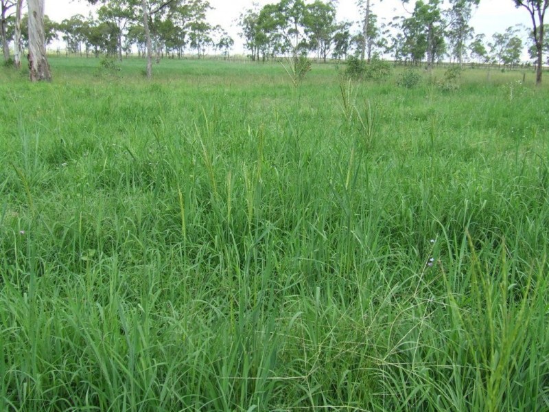 149 Maryvale Road, Allora QLD 4362