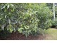 Ravensbourne QLD 4352