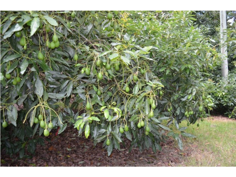 Ravensbourne QLD 4352