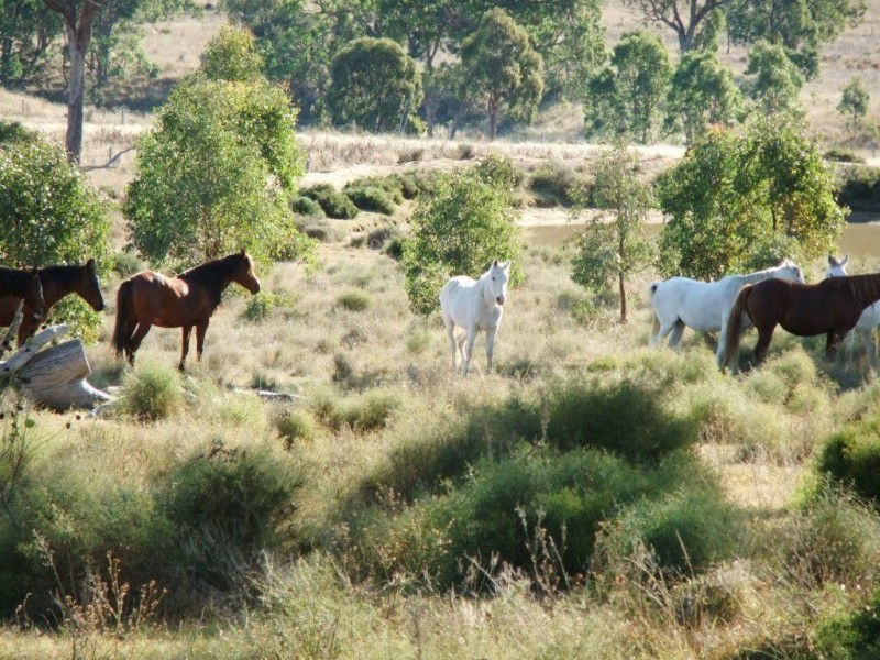 Lot 11 Douglas-Plainby Road, Goombungee QLD 4354