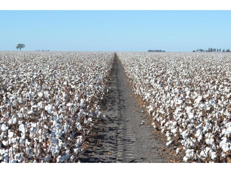 88 Quire Road, Cecil Plains QLD 4407