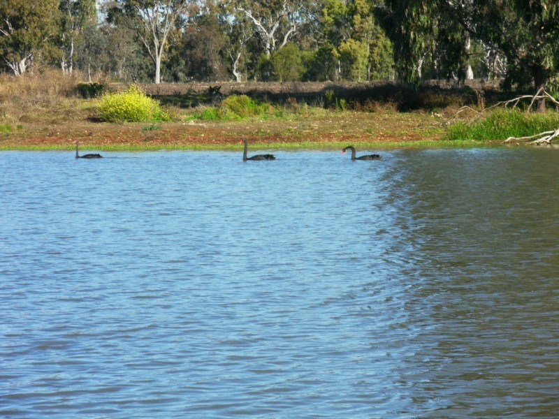 88 Quire Road, Cecil Plains QLD 4407