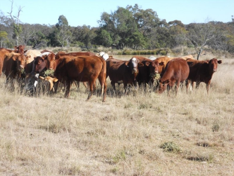 00 Groomsville Road, Groomsville QLD 4352