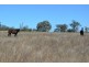 Lot 2 Toowoomba-Karara Rd, Cambooya QLD 4358