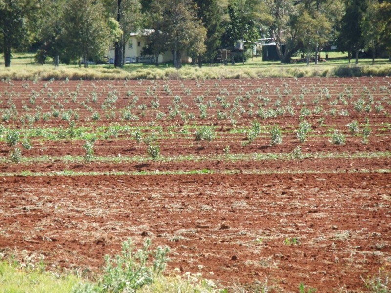 263 Hoggs Road, Wooroolin QLD 4608