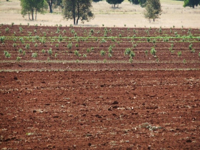 263 Hoggs Road, Wooroolin QLD 4608