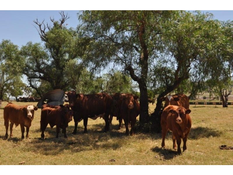 Wellcamp QLD 4350