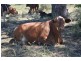 Wellcamp QLD 4350
