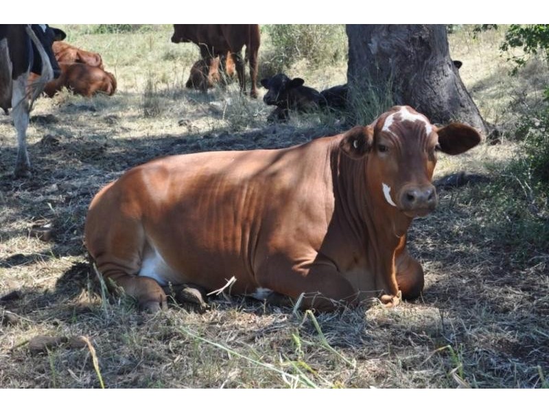 Wellcamp QLD 4350