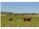 Wellcamp QLD 4350