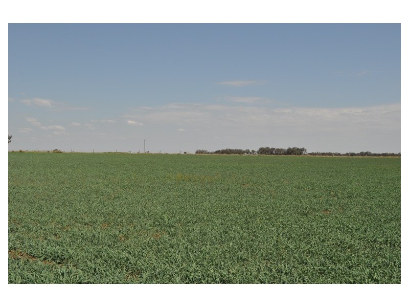 Willerren Wyreema Athol Road, Wyreema QLD 4352