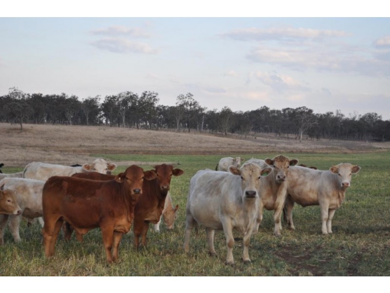 Willerren Wyreema Athol Road, Wyreema QLD 4352