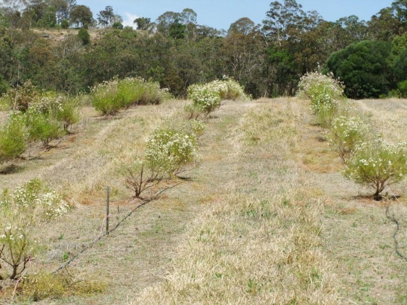 42 Austin Road, Crows Nest QLD 4355