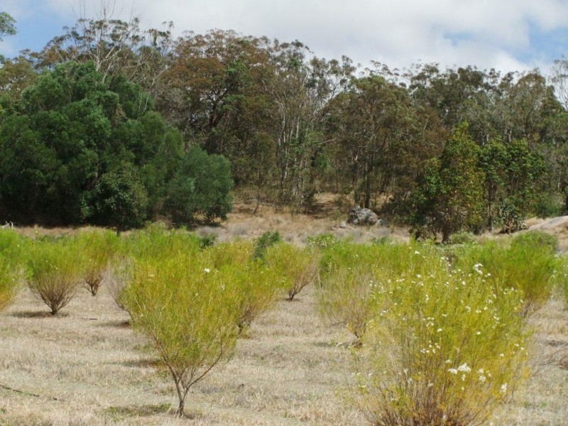 42 Austin Road, Crows Nest QLD 4355