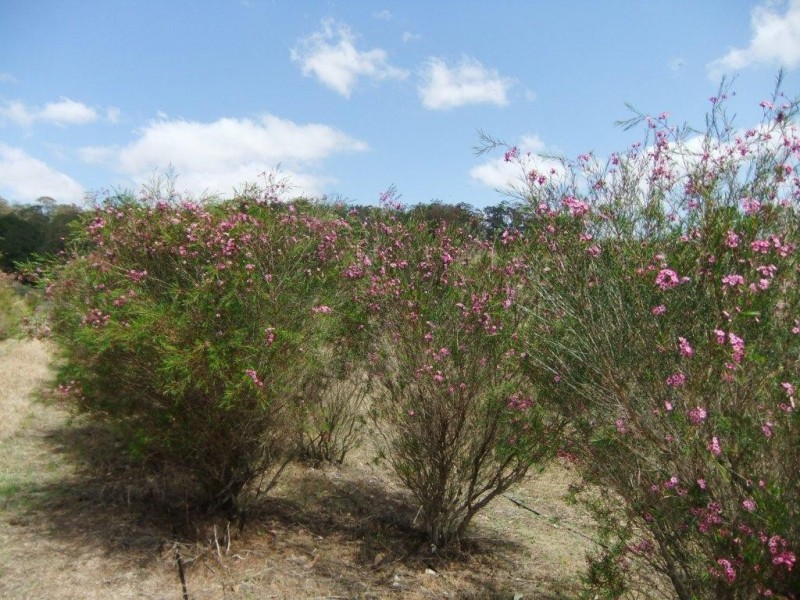 42 Austin Road, Crows Nest QLD 4355