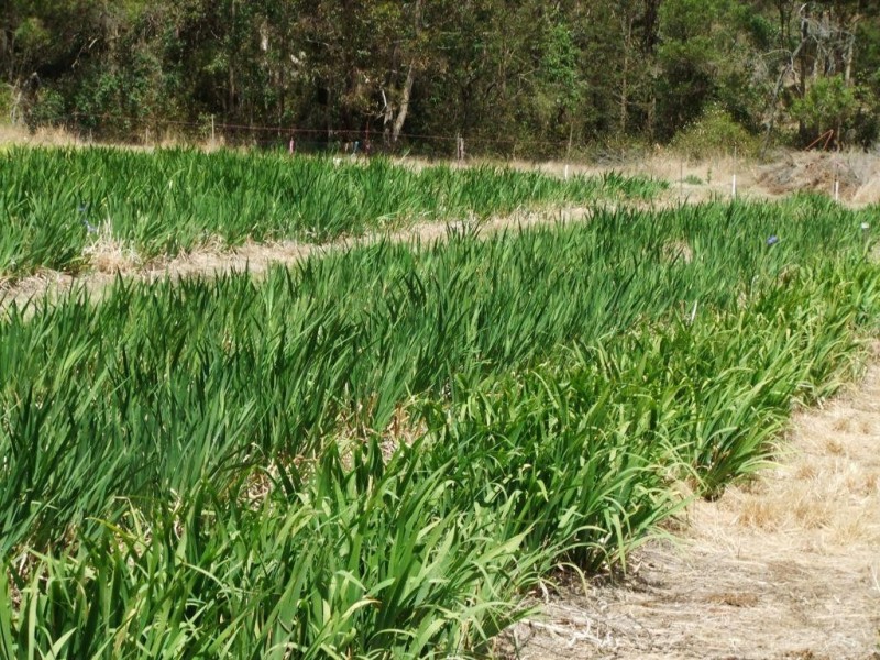 42 Austin Road, Crows Nest QLD 4355