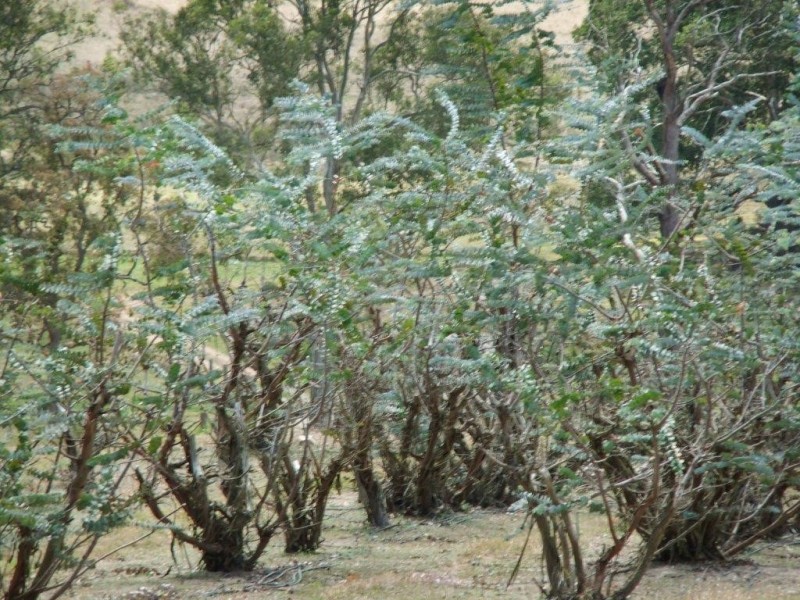 42 Austin Road, Crows Nest QLD 4355