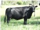 Groomsville QLD 4352