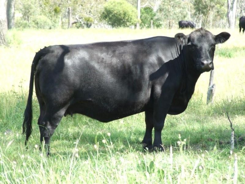 Groomsville QLD 4352