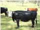 Groomsville QLD 4352