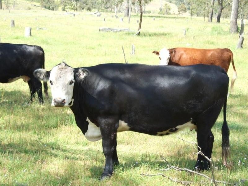 Groomsville QLD 4352