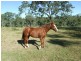 Groomsville QLD 4352
